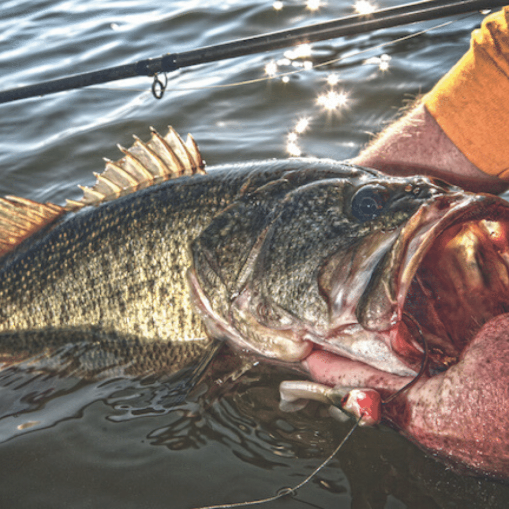 Texas Bass Fishing Guide: Tips, Tricks, and the Best Spots to Fish