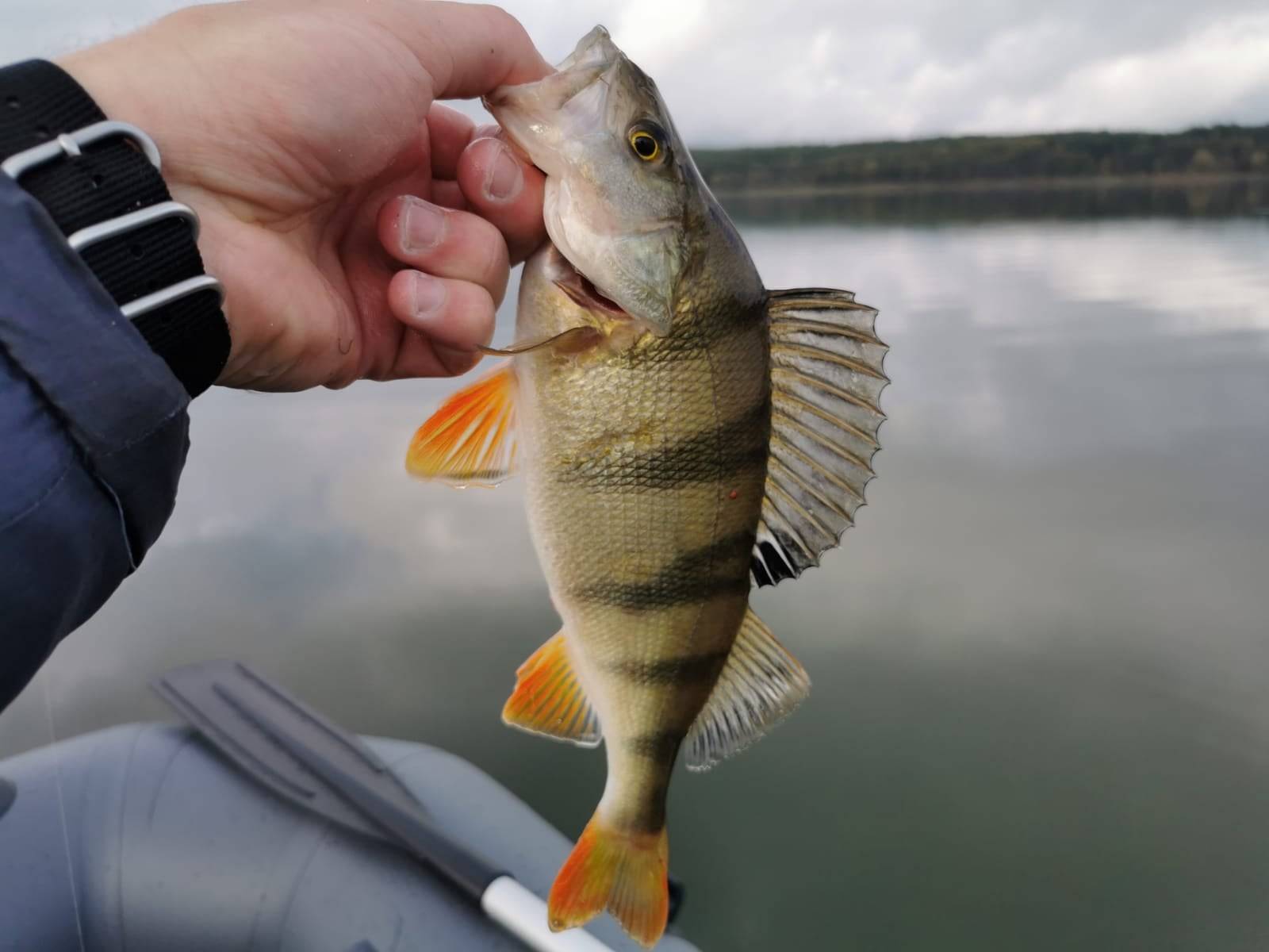How To Catch Yellow Perch - Everything You Need To Know - Bass