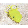 Scum Frog 5-16oz -Chartreuse-Chart-White-Frogs-Southern Lure Baits-Bass Fishing Hub